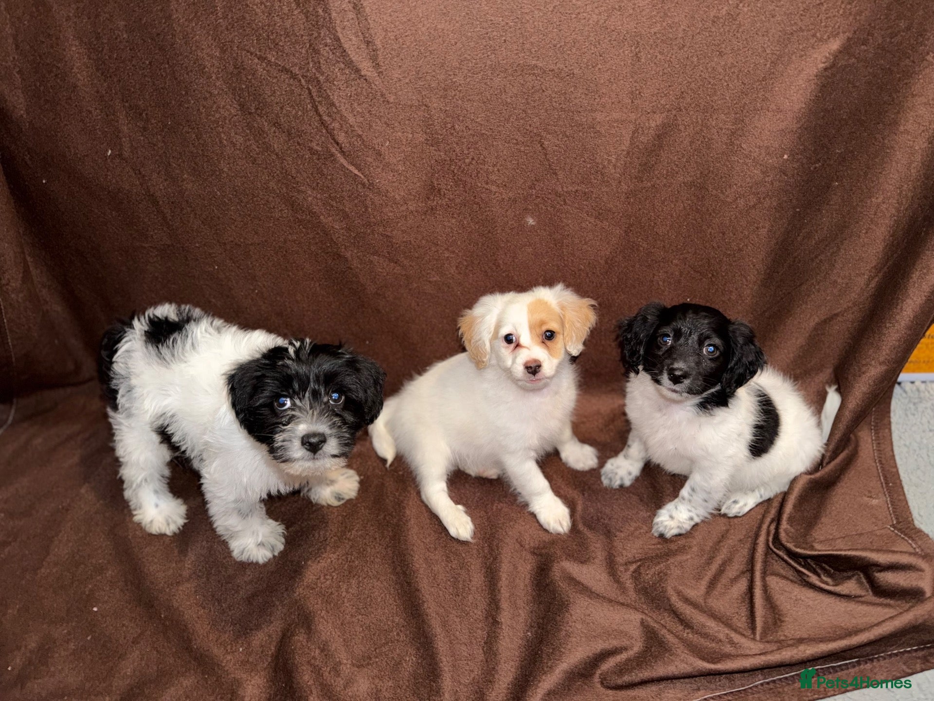 Mixed Breed dogs Gorgeous Girls Cavajackpoos - Advert 1