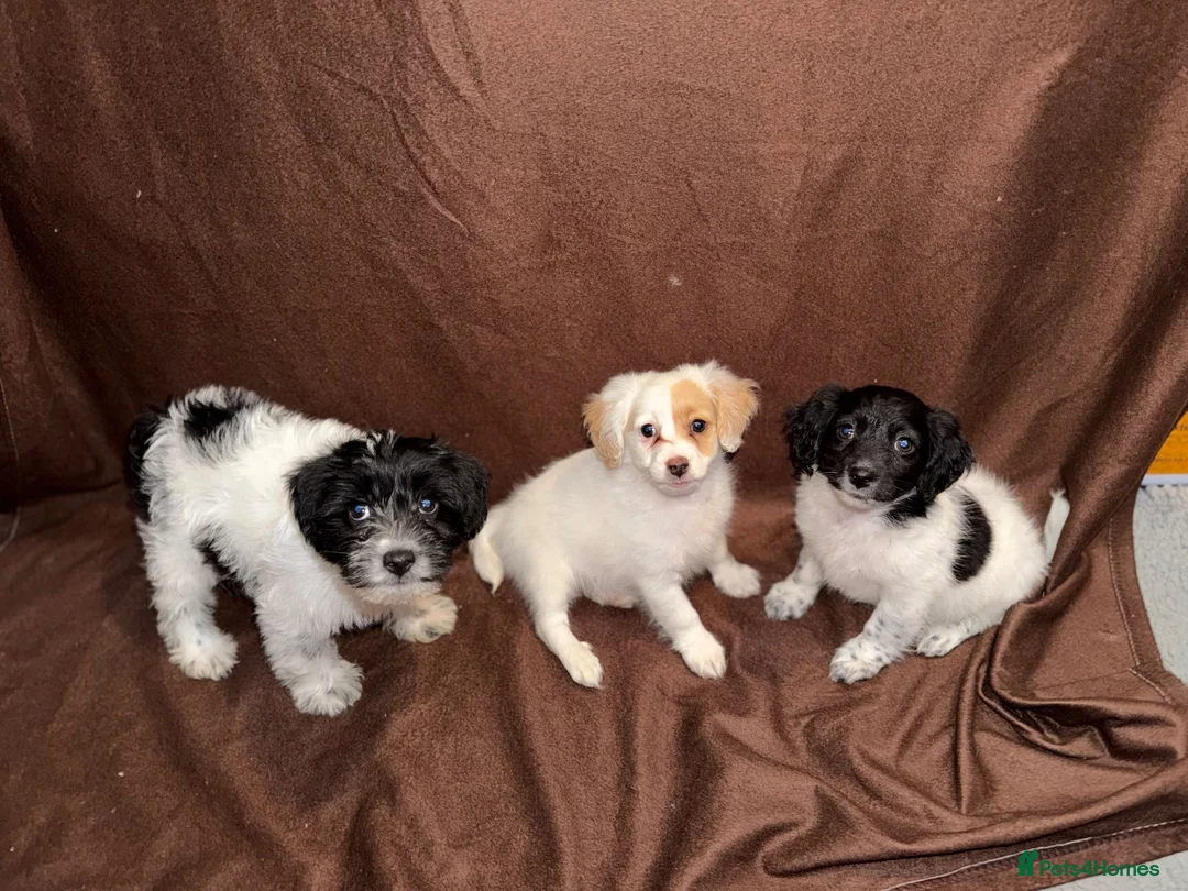 Mixed Breed dogs for sale: Gorgeous Girls Cavajackpoos in Cranleigh - Advert 1