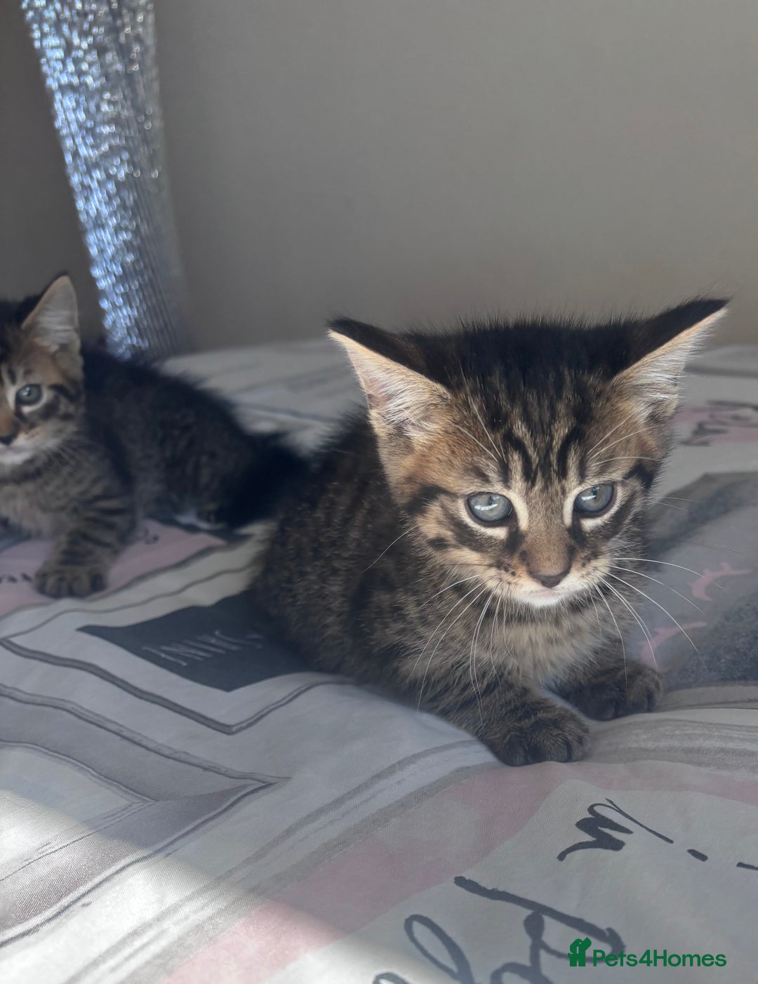 Mixed Breed cats for sale: Maine Coon Cross Kittens  - Image 5