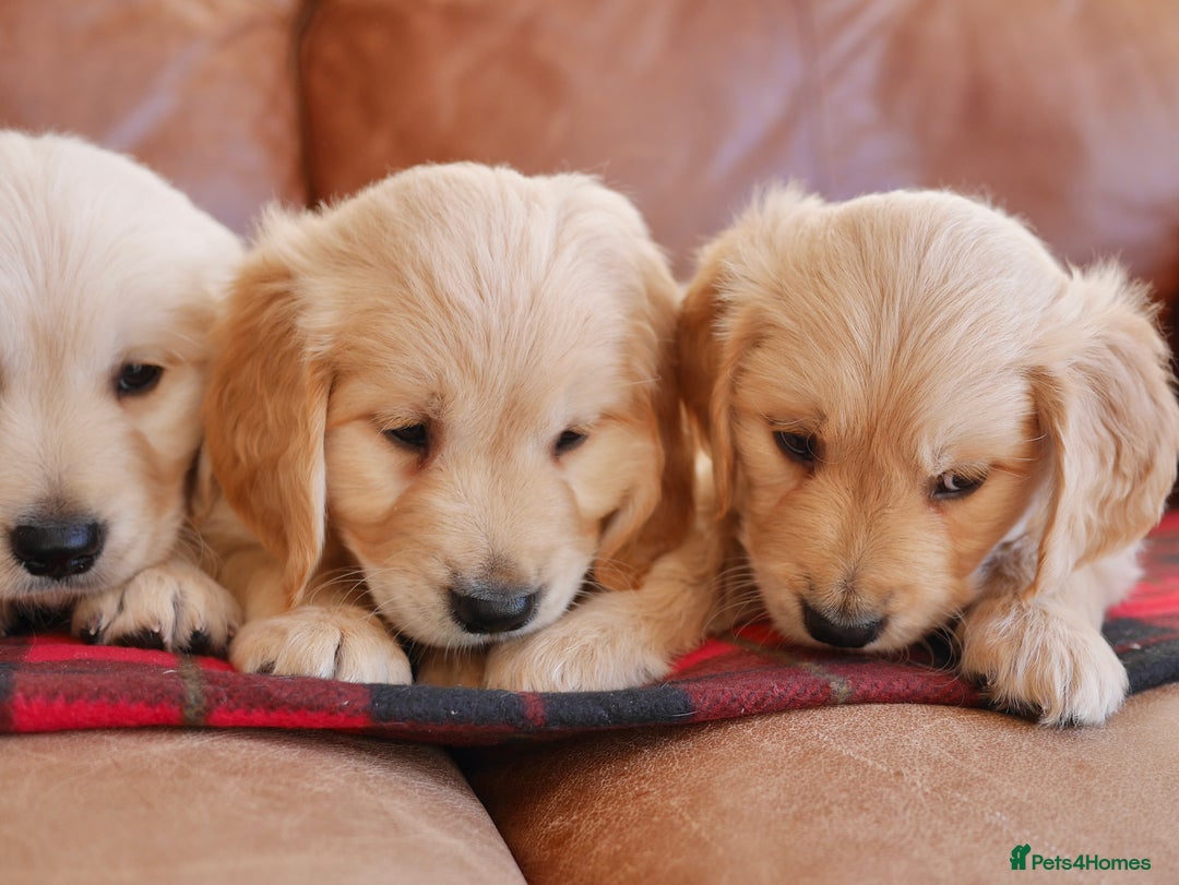 Golden Retriever dogs for sale: Stunning Health Tested Golden Retriever Puppies - Advert 5