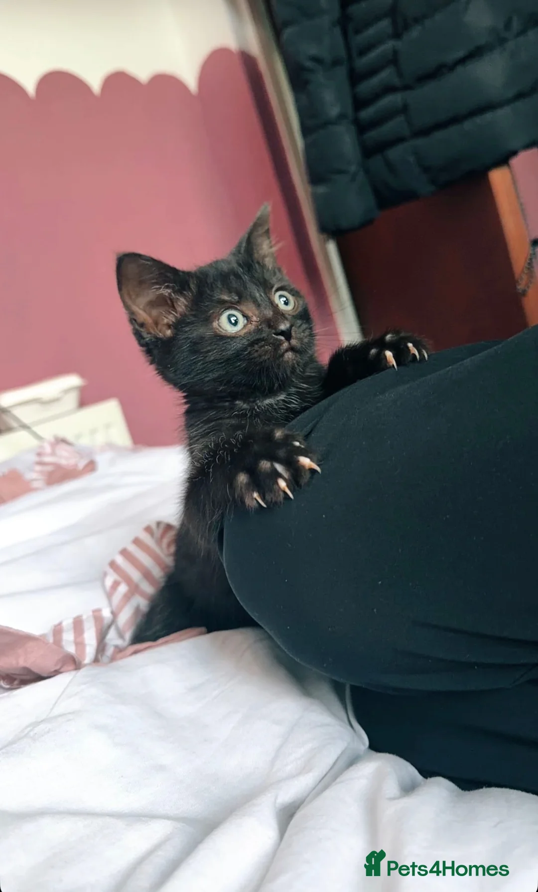 Domestic Shorthair cats for sale: Rehoming my 15 week old kitten  in Plymouth - Advert 2