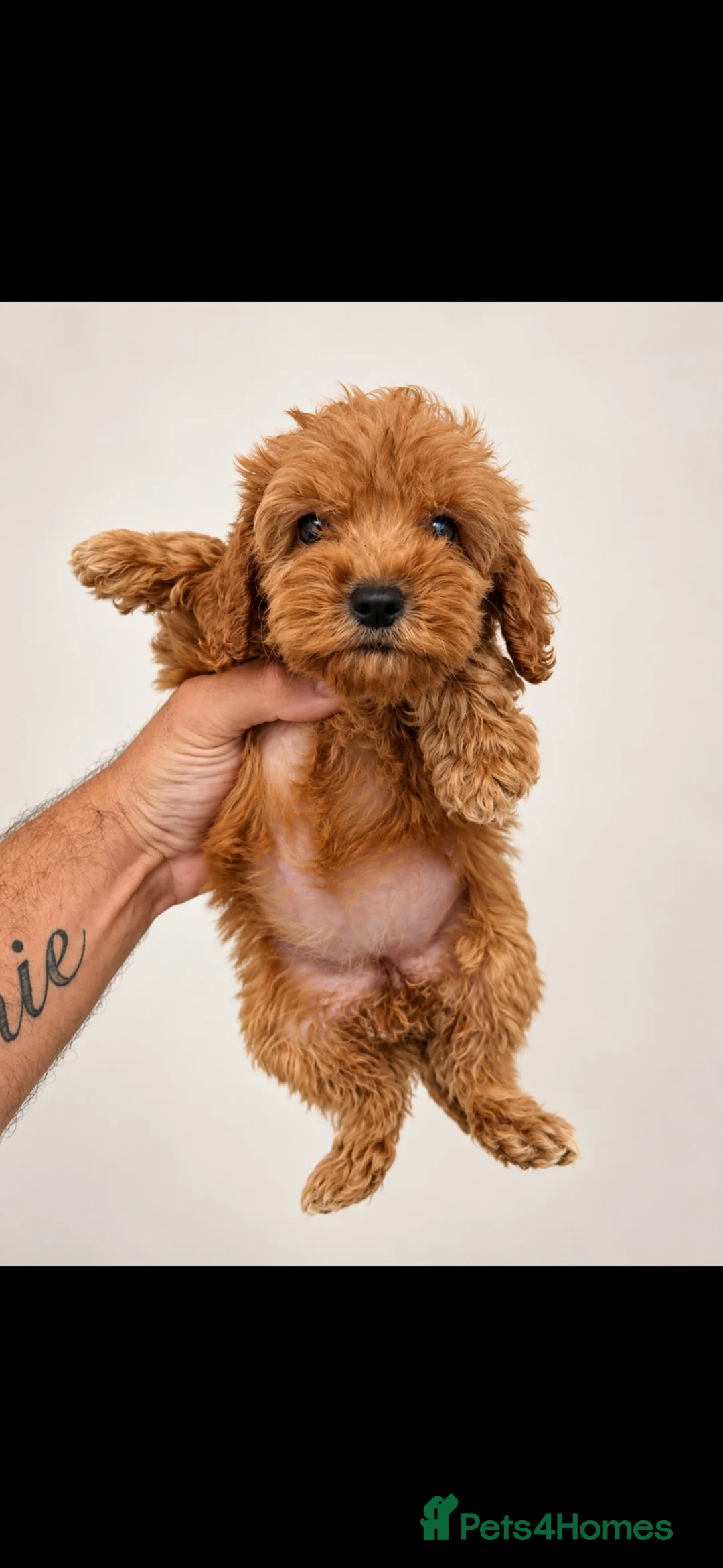 Cockapoo dogs for sale: F1 cockapoo in Redhill - Advert 11