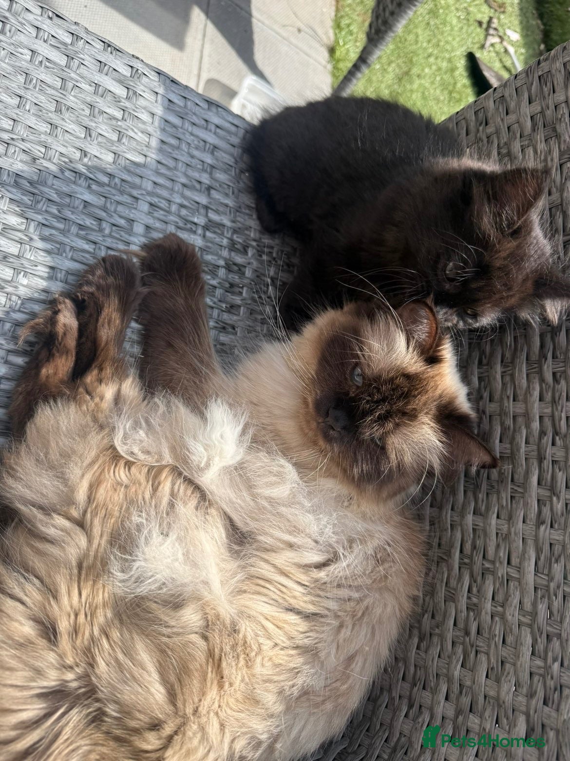 Mixed Breed cats Ragdoll & Maine coon - Advert 2