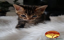 Bengal cats for sale: Bengal x Savannah hybrid Kittens - Image 3