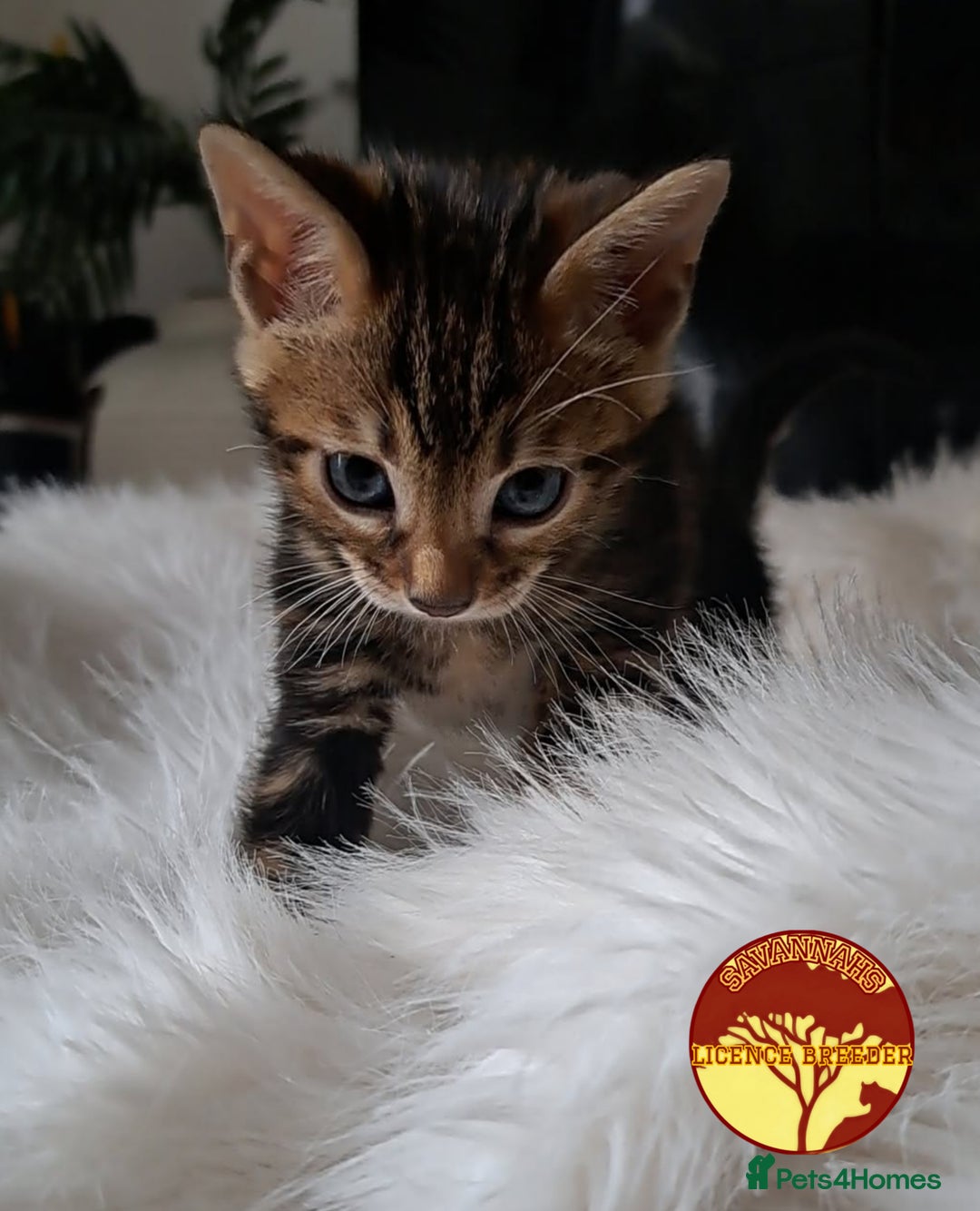 Bengal cats for sale: Bengal x Savannah hybrid Kittens - Image 3
