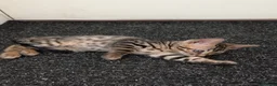 Bengal cats for sale: Pure Bengal kittens in Havant - Advert 7