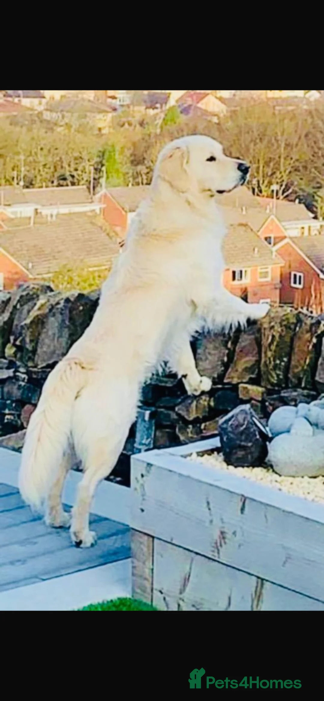 Golden Retriever dogs for sale: Kc Cream Golden retriever puppies All reserved now - Advert 12