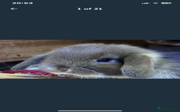 Mini Lop rabbits for sale: Stunning babies various ages vaccinated  - Advert 30