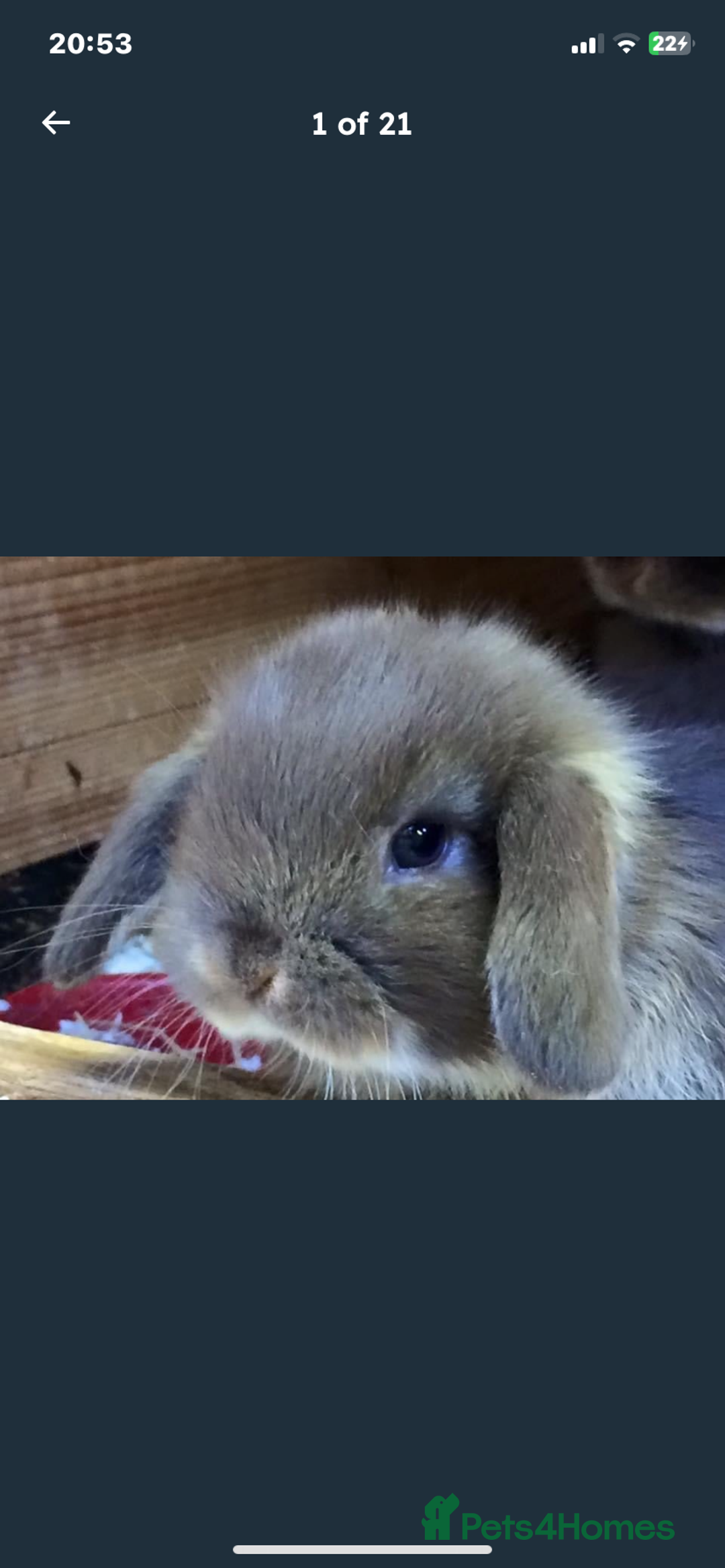 Mini Lop rabbits for sale: Stunning babies various ages vaccinated  - Advert 30
