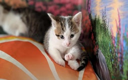 British Shorthair cats for sale: British Short Hair x Domestic Short Hair - Image 20