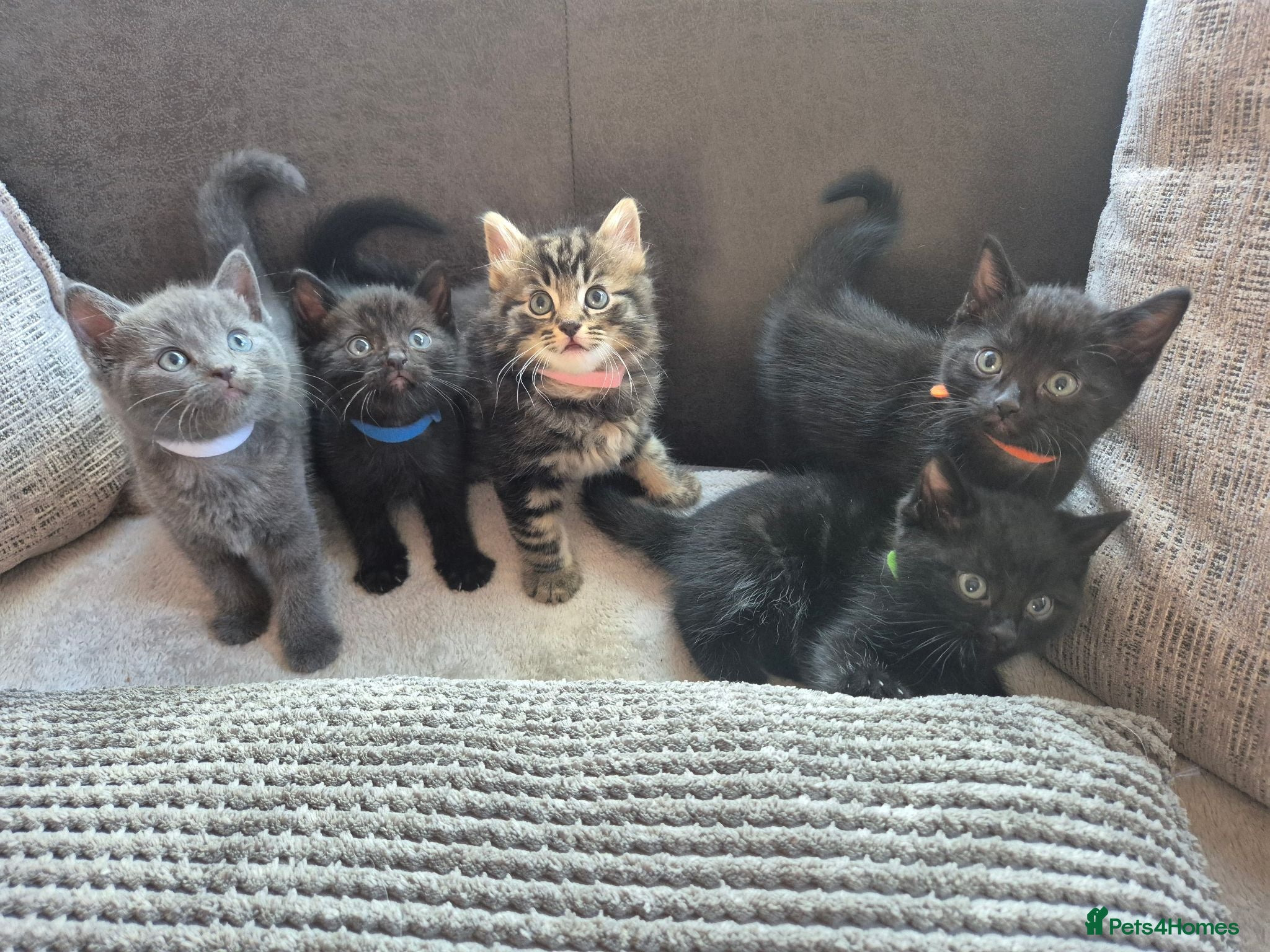 Mixed Breed cats Bouncy Kittens for Sale - Advert 1