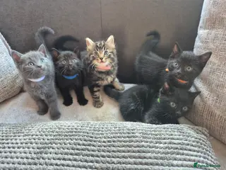 Mixed Breed cats Bouncy Kittens for Sale - Advert 1