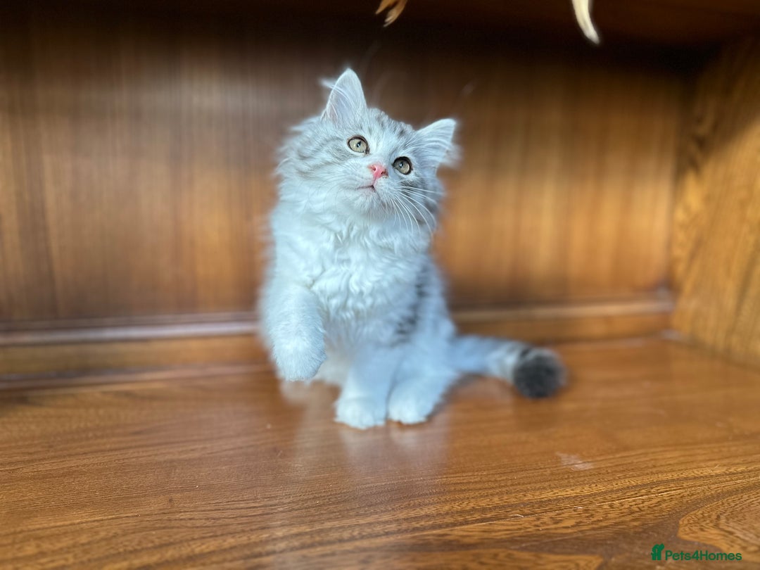 Siberian cats for sale: TICA Hypoallergenic Siberian Kittens family raised - Image 7