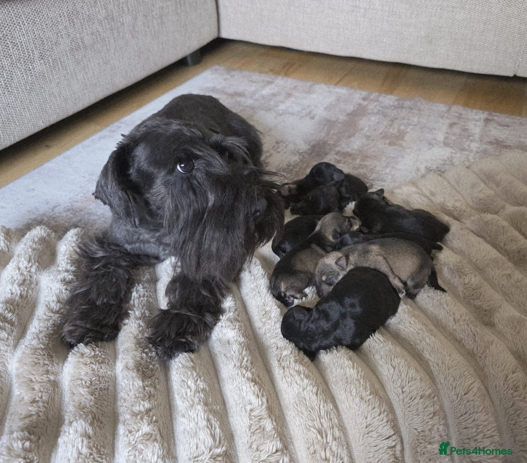 Miniature Schnauzer dogs for sale: Outstanding Miniature Schnauzer Puppies  - Advert 4