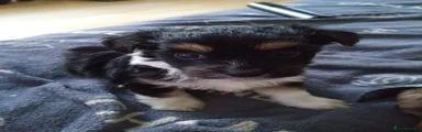 Mixed Breed 2