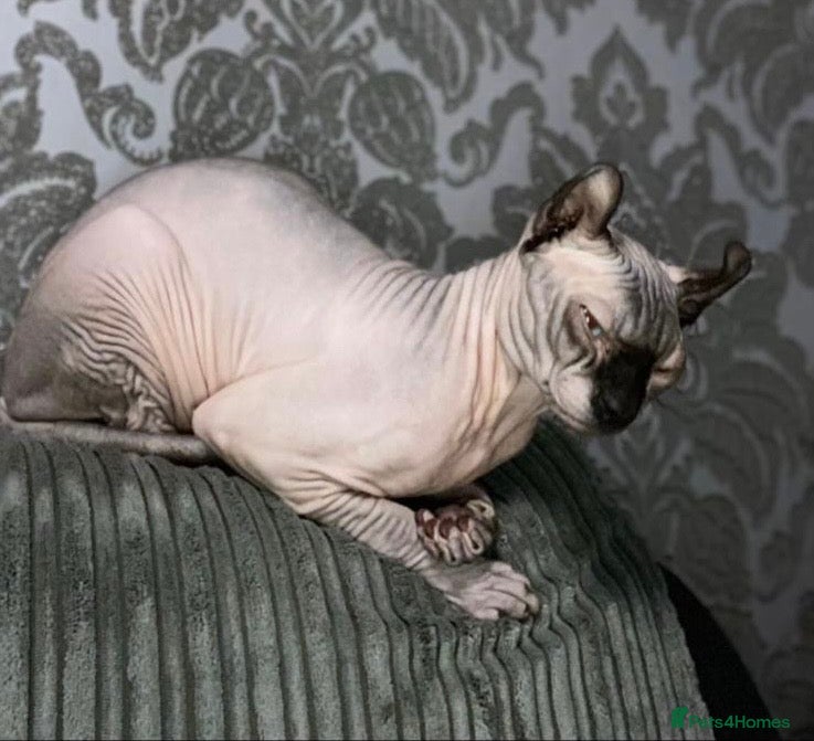 Sphynx cats Elf boy for stud  - Advert 5