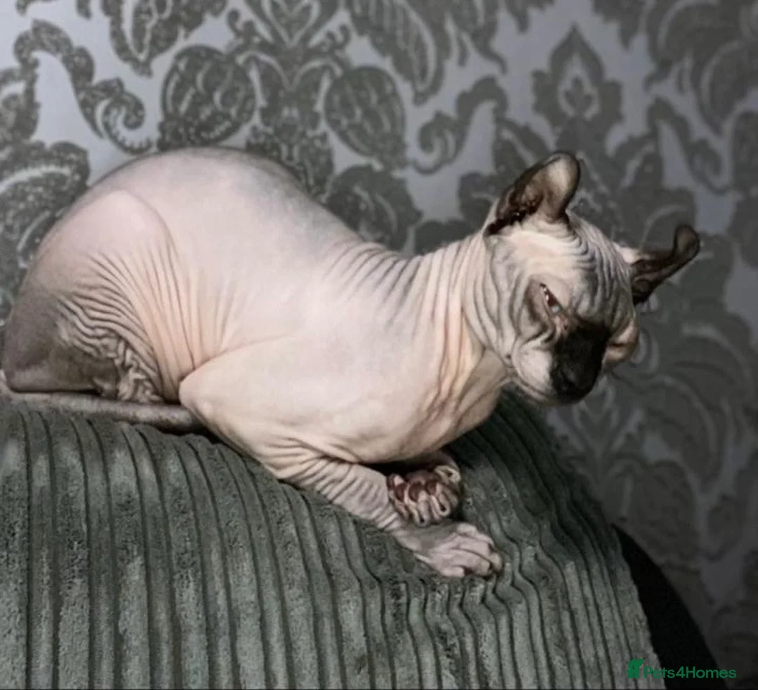 Sphynx cats for stud: Elf boy for stud  - Advert 1