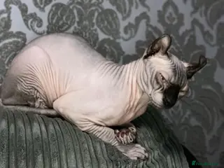 Sphynx cats Elf boy for stud - Advert 5