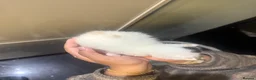 Turkish Angora cats for sale: 5 Turkish angora X long hairs in Birmingham - Advert 11