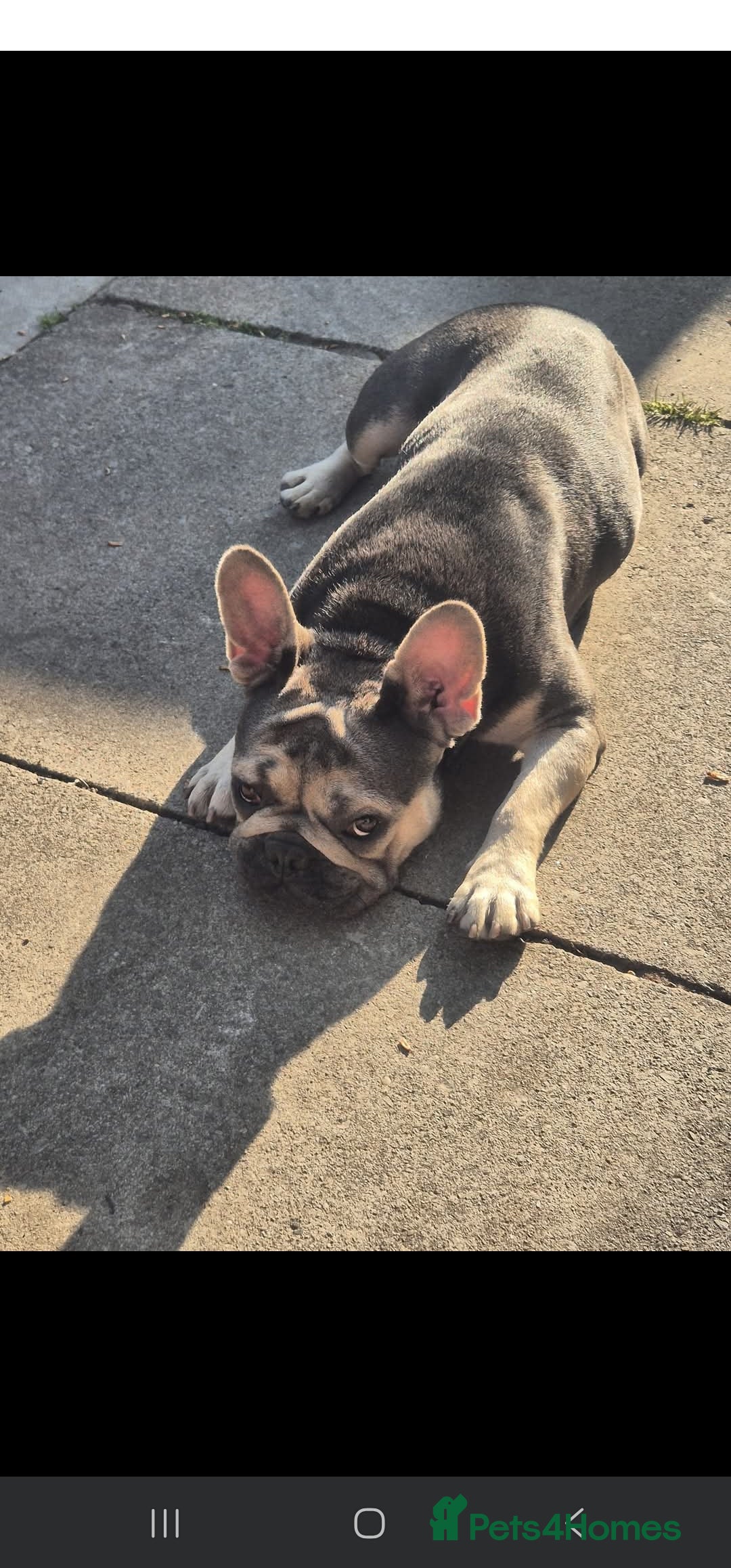 French Bulldog dogs for sale: Two female french bulldogs for sale - Image 5
