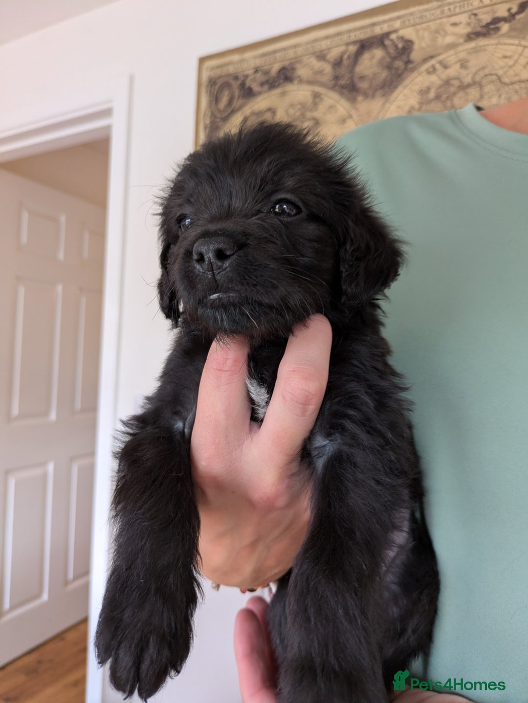 Mixed Breed dogs for sale: Gorgeous Black Poogledoodles Kid-Friendly Beauties - Image 14