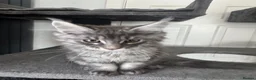 Maine Coon cats for sale: Last litter of the year Super Maine Coons in Blackpool - Advert 8