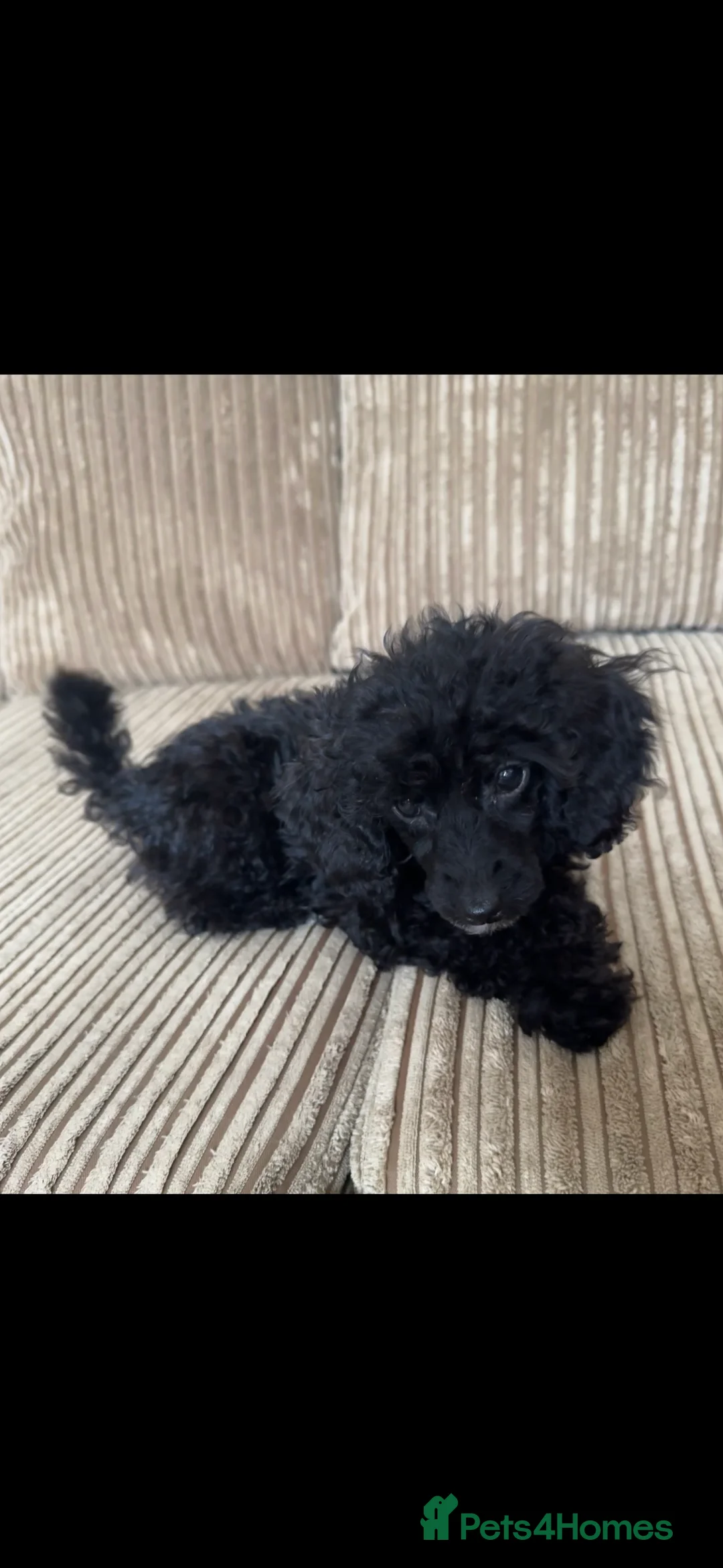 Toy Poodle dogs for sale: Toy Poodle Puppy  - Advert 1