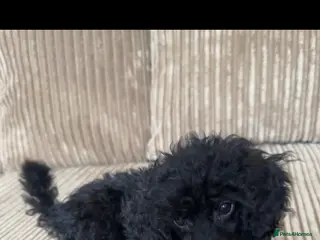 Toy Poodle dogs Toy Poodle Puppy - Advert 2