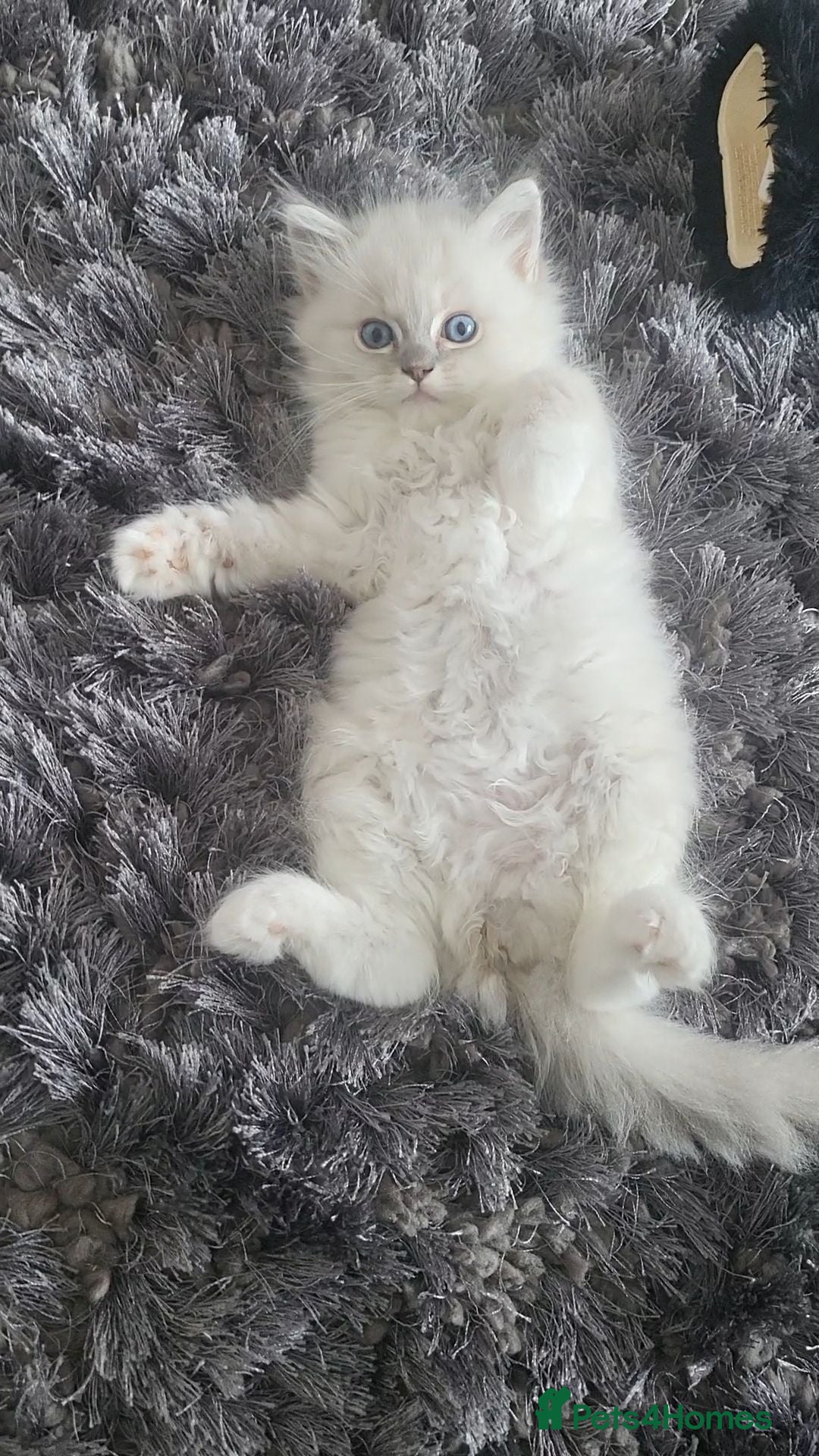 Ragdoll cats HCM/PKD clear ragdoll kittens  - Advert 2