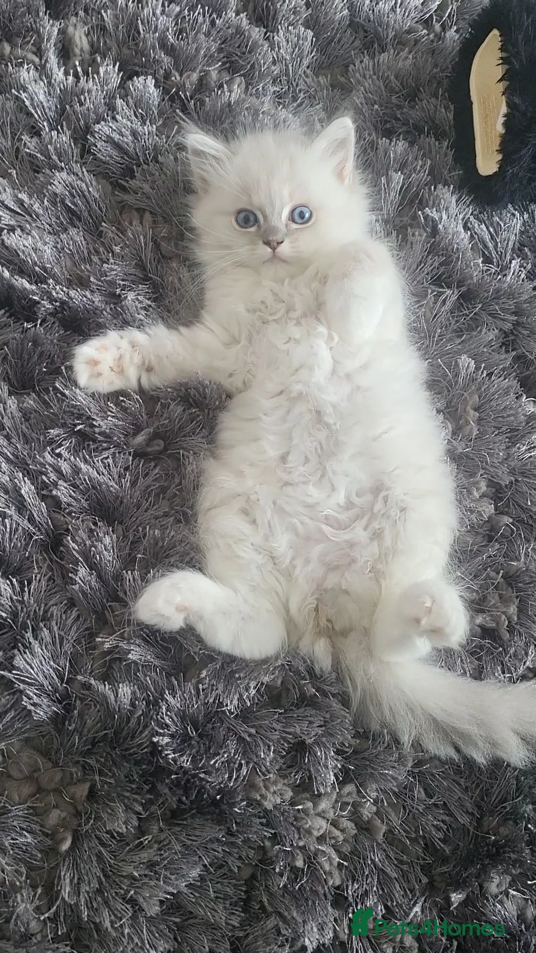 Ragdoll cats for sale: HCM/PKD clear ragdoll kittens  - Advert 2