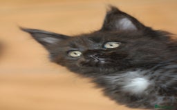 Maine Coon cats for sale: Adorable GCCF Black smoke Maine Coons kittens  - Image 10