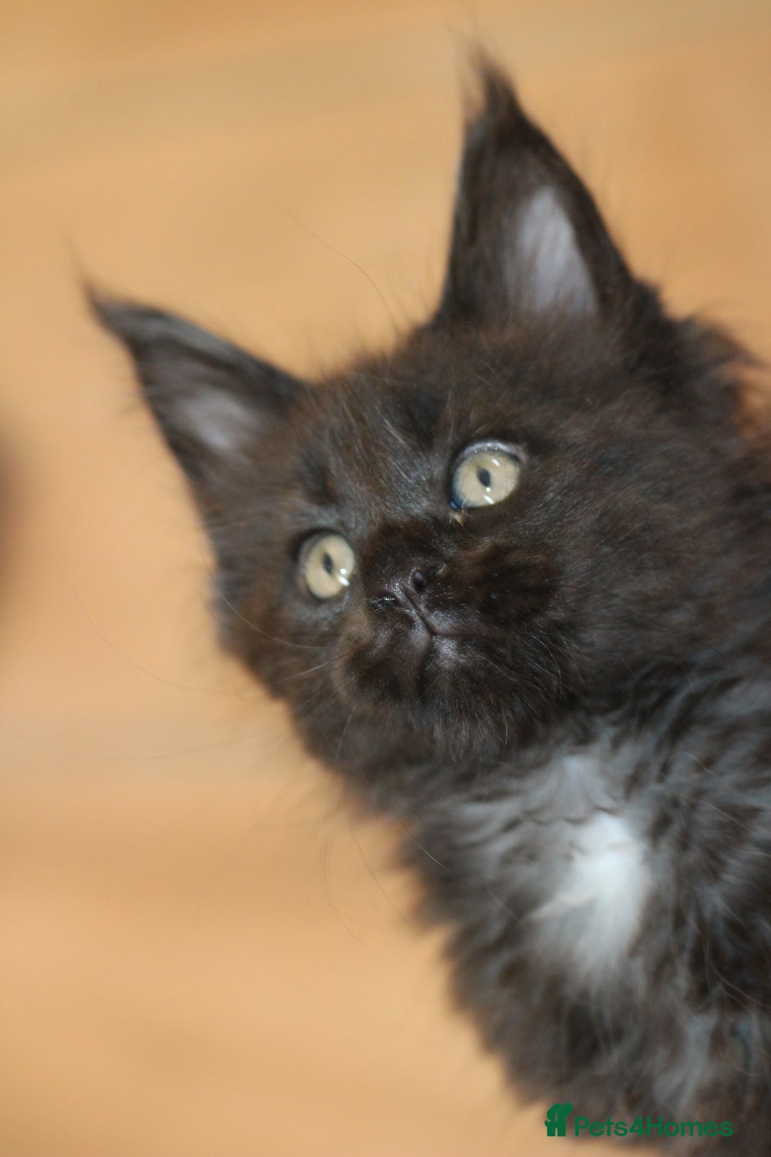 Maine Coon cats for sale: Adorable GCCF Black smoke Maine Coons kittens  - Image 10