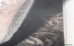 Domestic Shorthair cats for sale: domestic shorthair cats  - Image 4