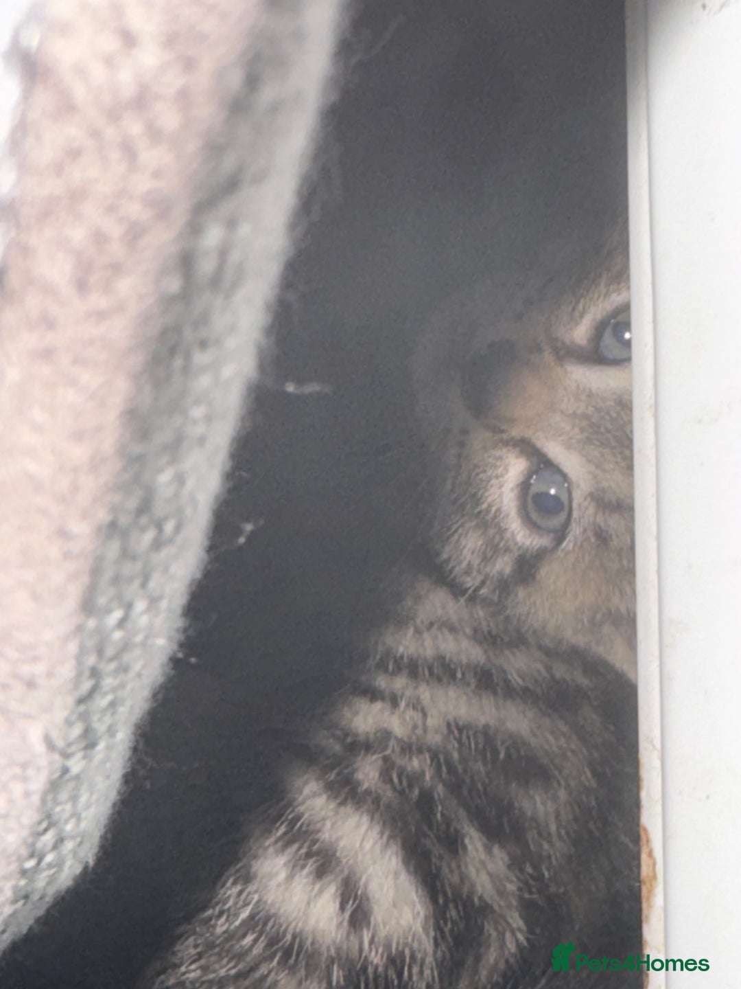 Domestic Shorthair cats for sale: domestic shorthair cats  - Image 4