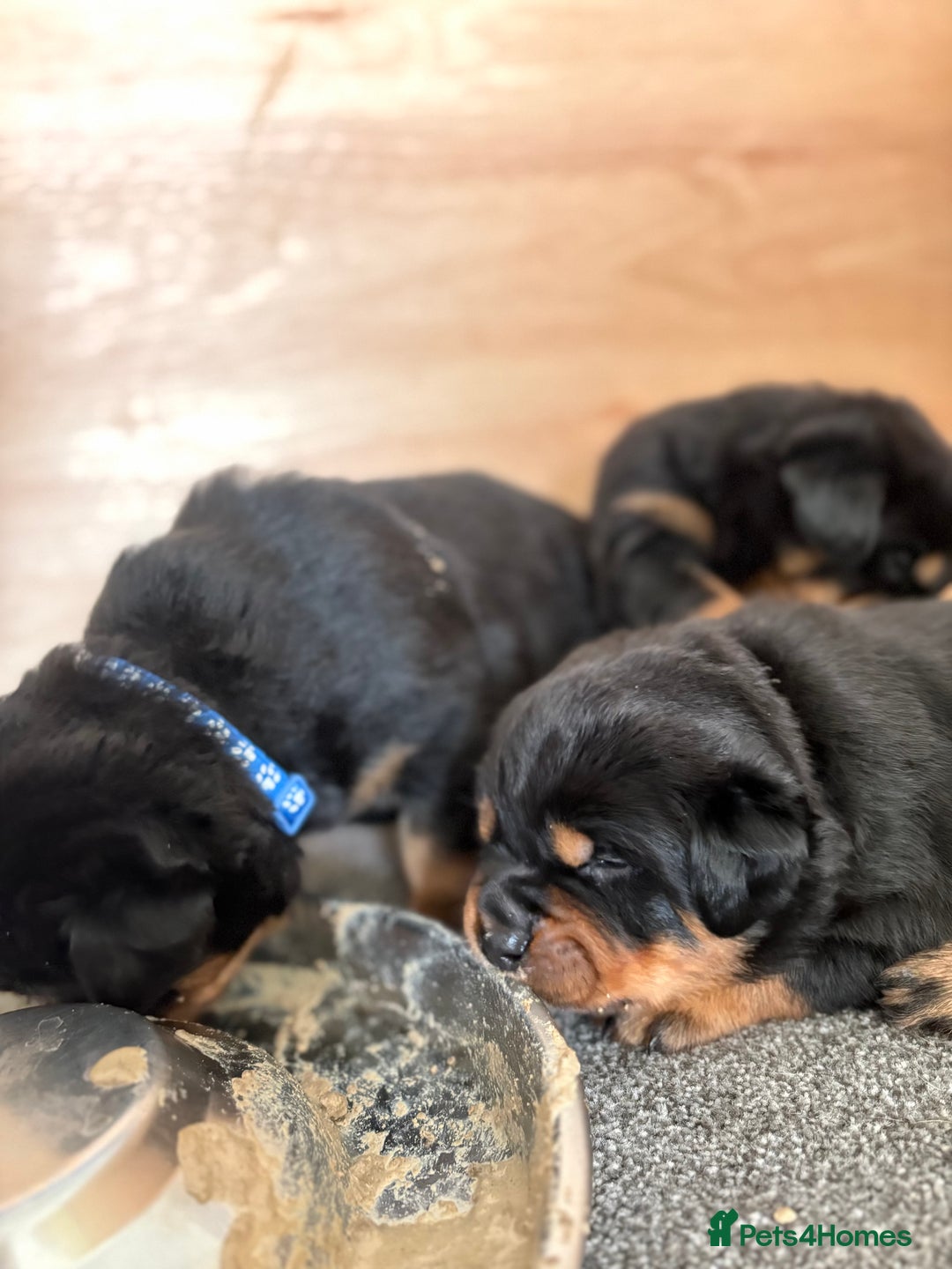 Rottweiler dogs for sale: 4 Gorgeous Rottweiler Puppies - Advert 14