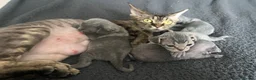 Devon Rex cats for sale: Solid blue pedigree kittens available  - Advert 2