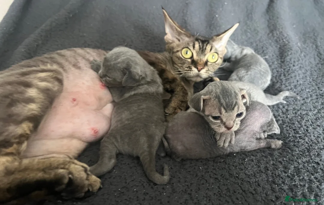 Devon Rex cats for sale: Solid blue pedigree kittens available  - Advert 2