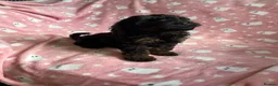 Cockapoo dogs for sale: F1 cockapoos - Advert 5