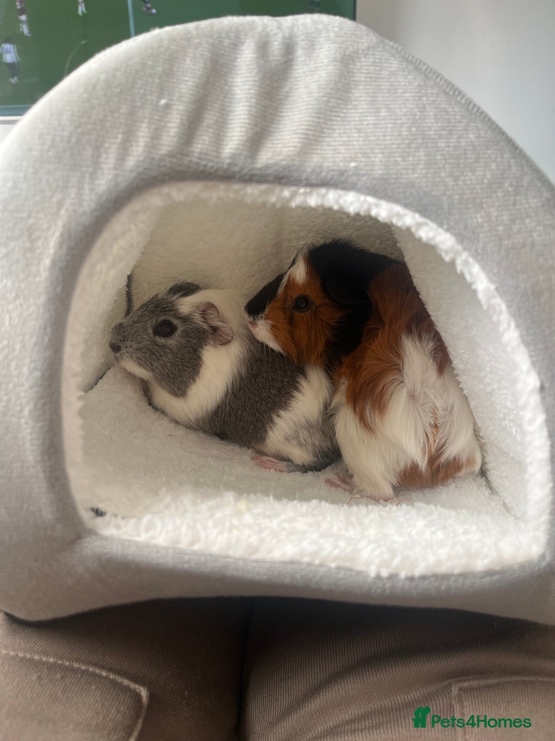 Guinea Pig rodents for sale: Bert and Earnie  - Advert 3
