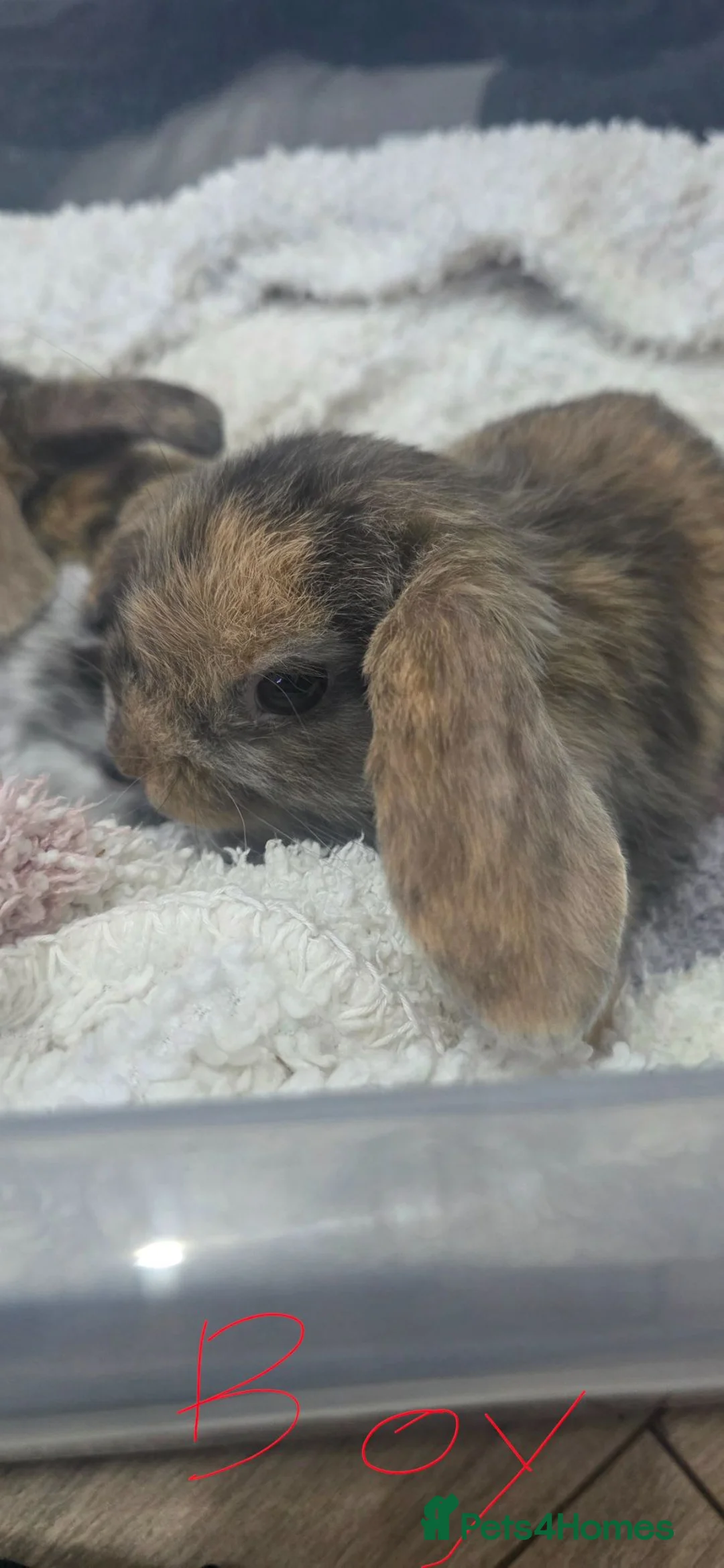 Mini Lop rabbits for sale: Stunning Mini lop Bunnies  - Advert 8