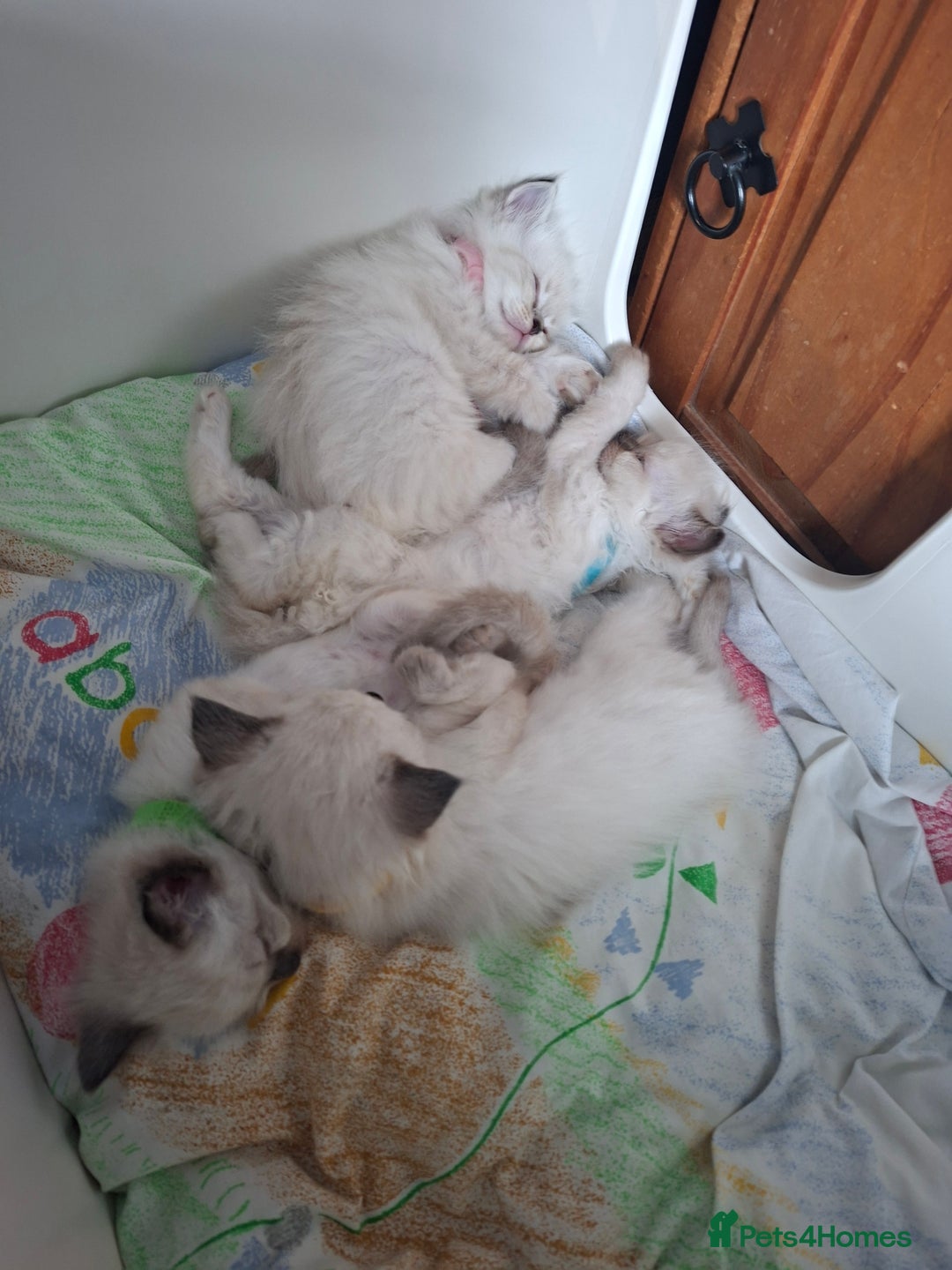 Ragdoll cats for sale: Stunning Ragdoll Kittens - Advert 6