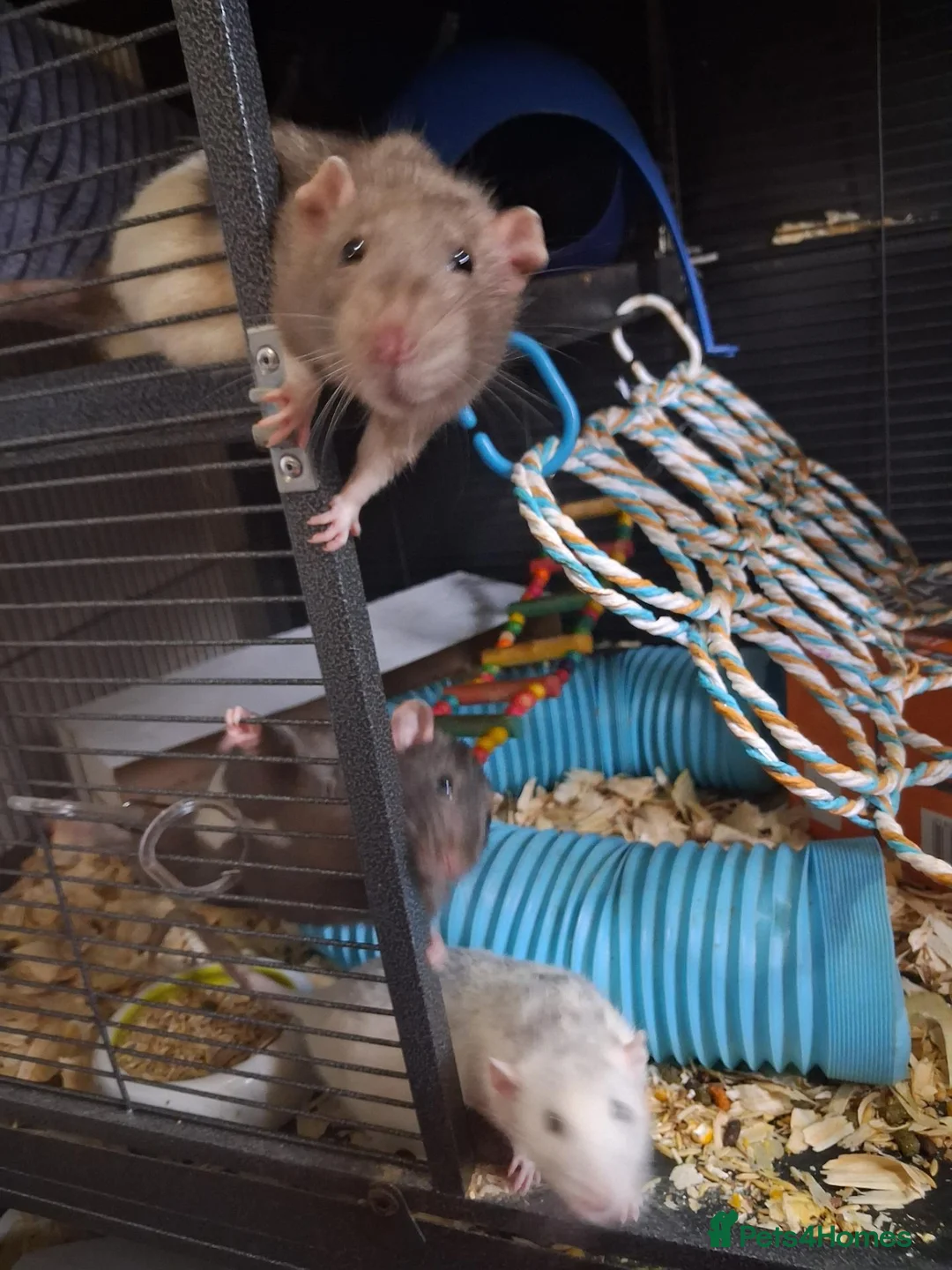 Rat rodents for sale: 3 male rats father and 2 sons  - Advert 1
