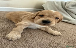 Cockapoo dogs for sale: 8 beautiful cockapoo puppies  - Image 13