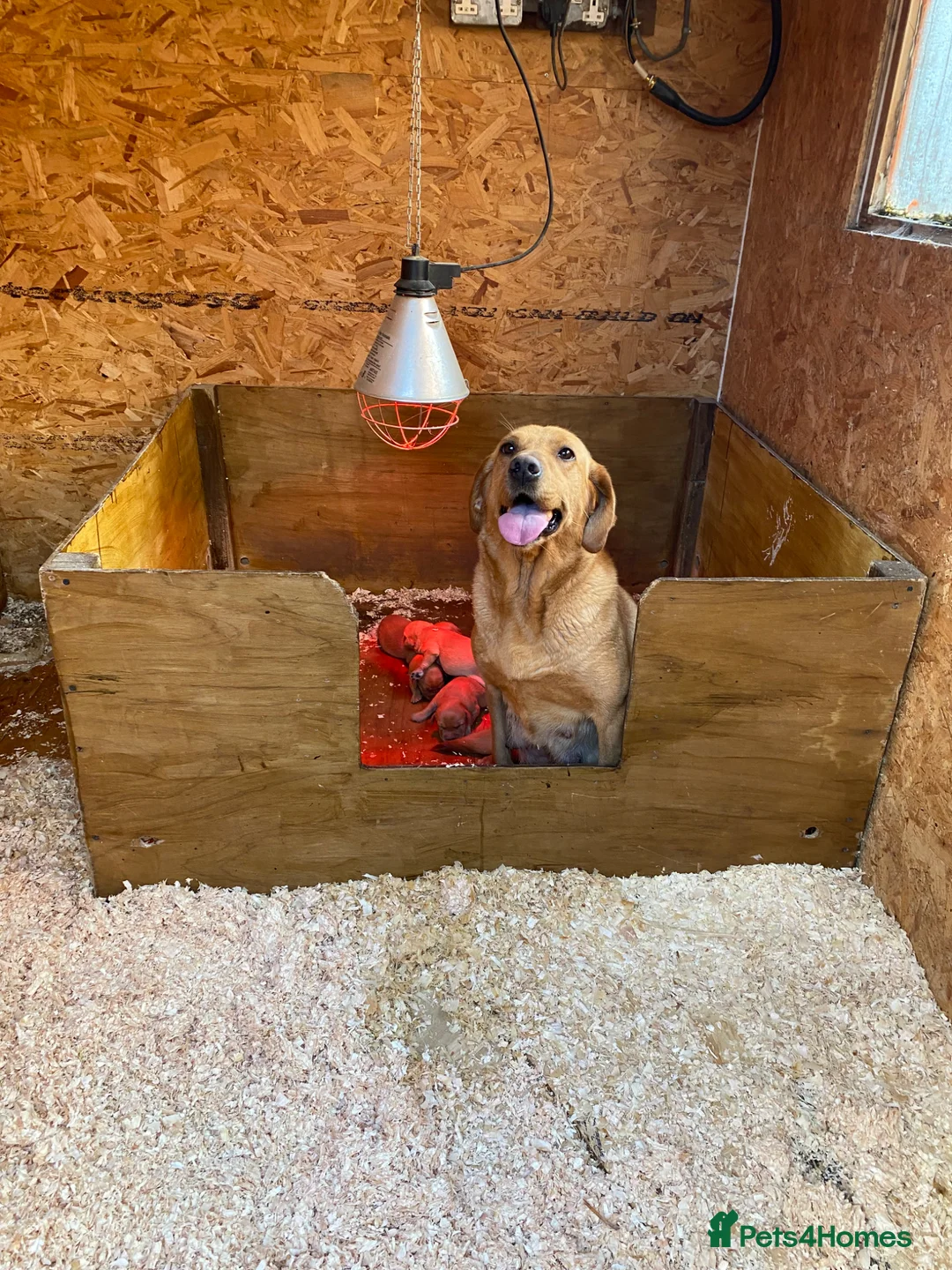 Labrador Retriever dogs for sale: KC Registered Fox red Labrador puppies available  - Advert 1