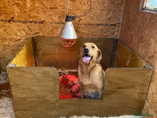 Labrador Retriever dogs KC Registered Fox red Labrador puppies available - Advert 7