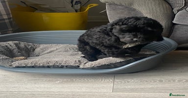 Cockapoo dogs - Advert 16