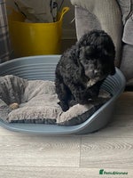 Cockapoo dogs - Advert 13