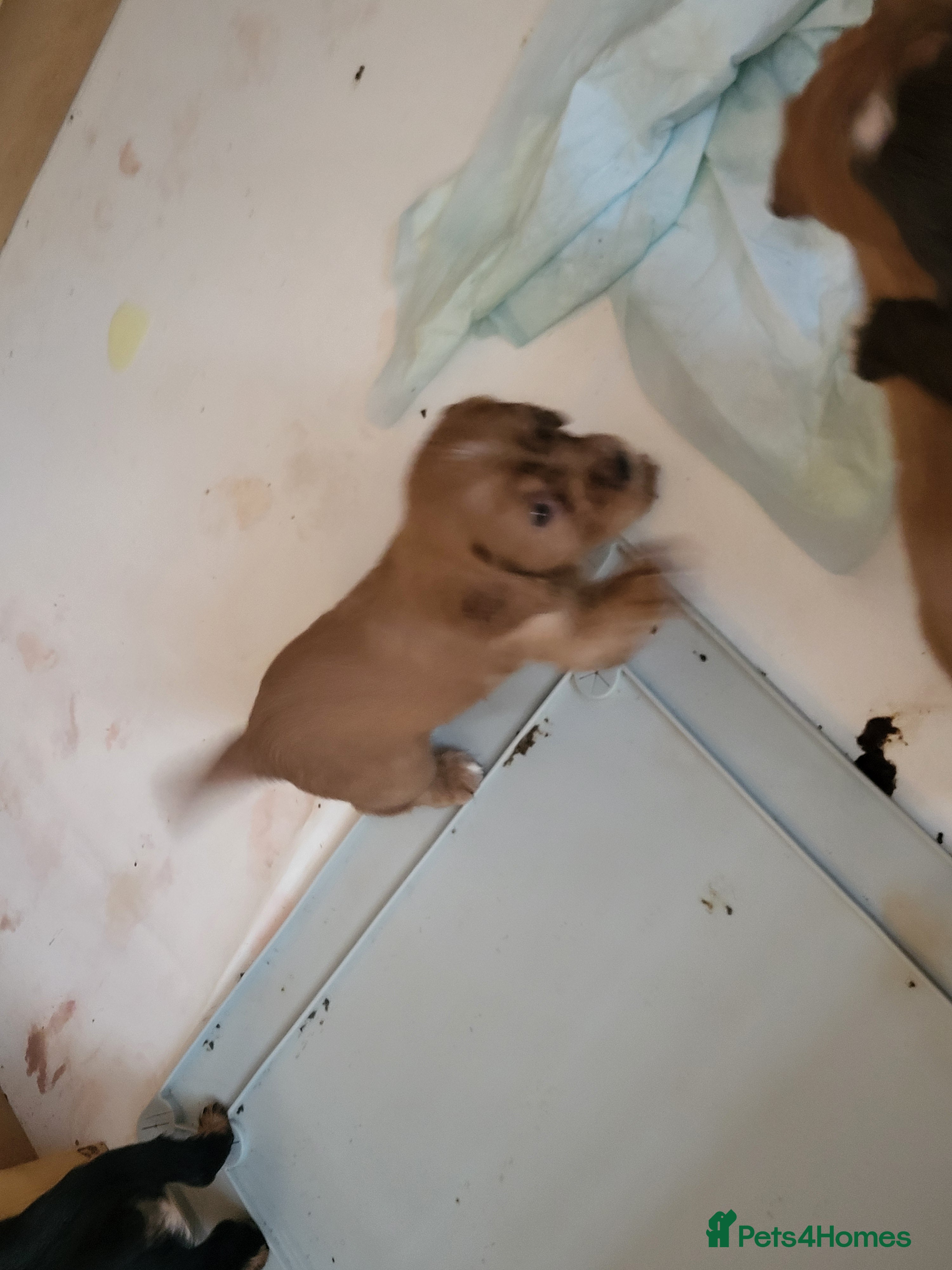 Cocker Spaniel dogs Working Cocker Puppies - Advert 2