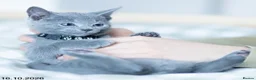 Russian Blue cats for sale: Adorable Russian Blue Kittens. - Advert 28