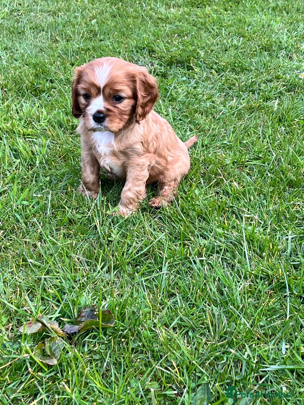 Cavalier King Charles Spaniel dogs KCR Cavalier King Charles Spaniel Puppies - Advert 8